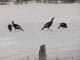 R-Bird - Winter scenes in Ross Township - turkeys