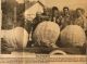 BEACHBURG Pumpkin growers BEACHBURG Pumpkin growers