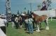 CHx-Cobden Fair, heavy horses, 1996