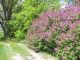 RC-Lilacs ready to bloom