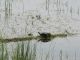 RC-living-Turtle on log, Ross Twp., Renfrew County