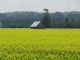 RC-Barn in field of canola