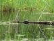 W-living-Turtle in the marsh