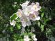 RC-Apple blossoms in May