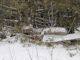 RC-Old rail fence in snow