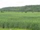 RC-Crops growing on Barr Line, Bromley Township
