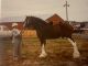 Stewart, Revel at Cobden Fair