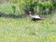 RC-Bird - Turkey in spring